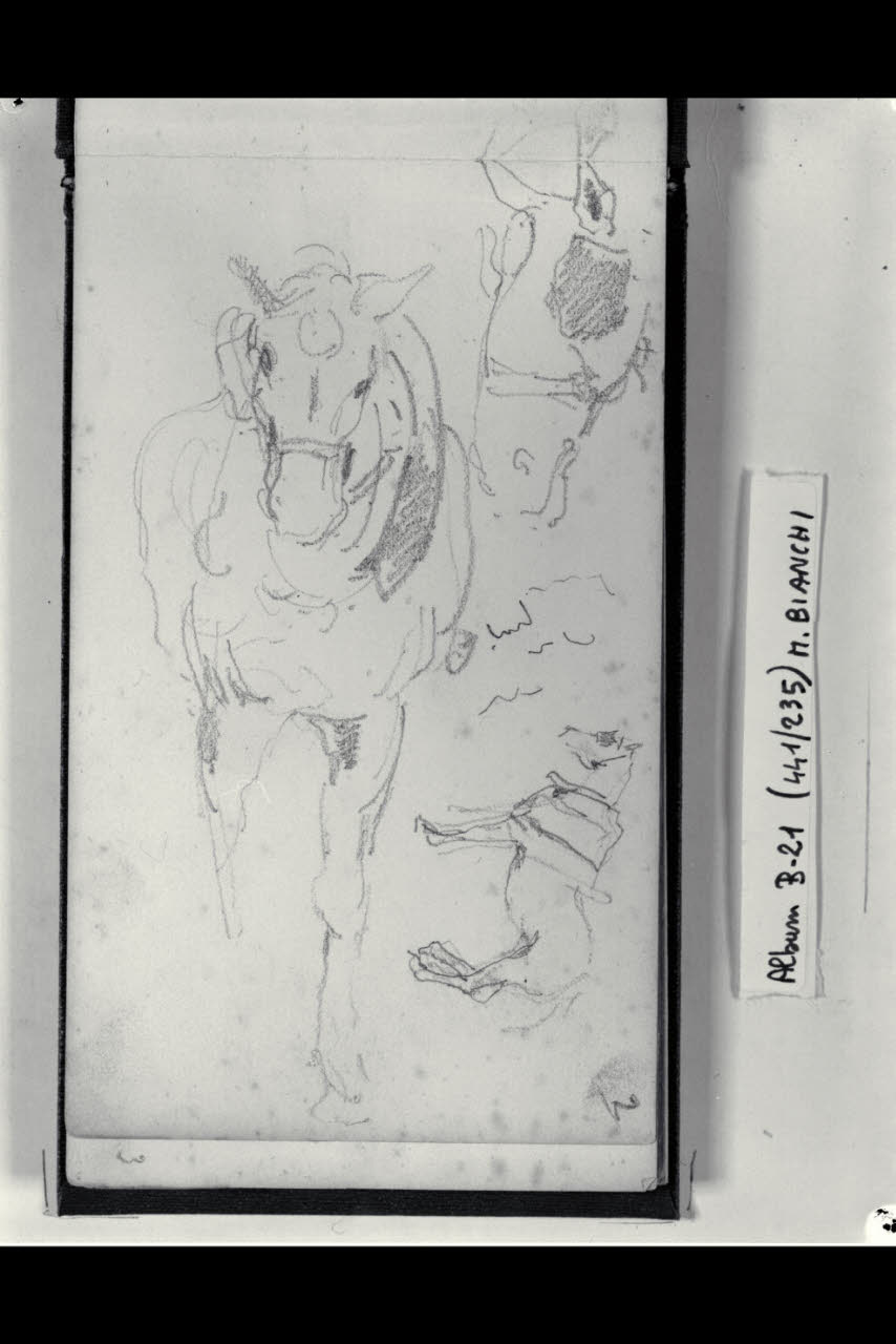 Schizzi presi da un cavallo da tiro (disegno) di Bianchi, Mosè; Bianchi, Mosè (seconda metà sec. XIX)