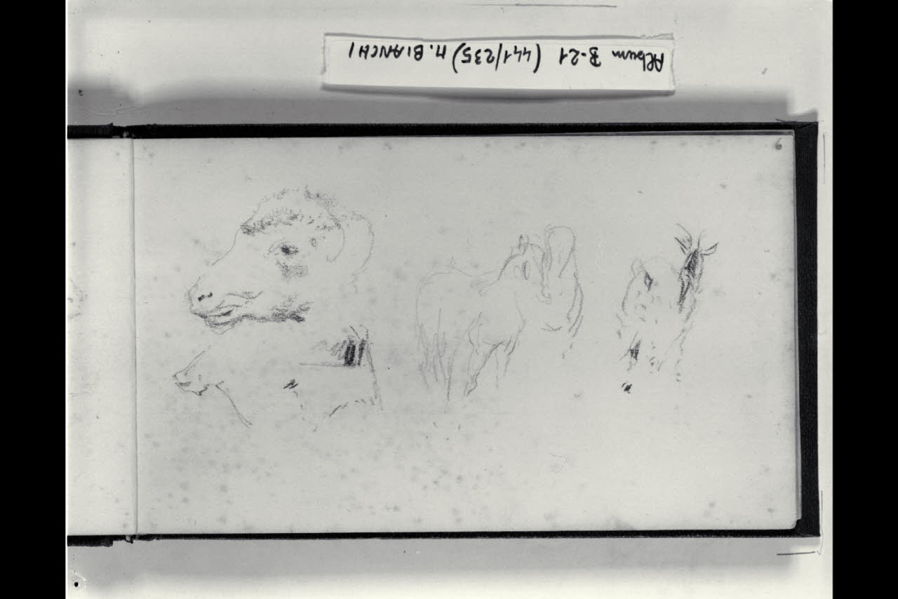 Studi di ovini (disegno) di Bianchi, Mosè; Bianchi, Mosè (seconda metà sec. XIX)