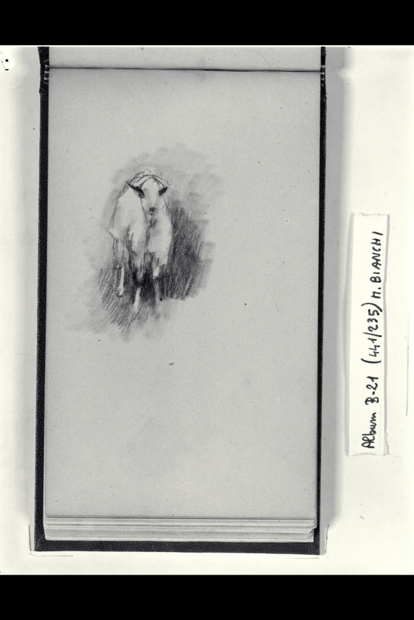 Schizzo di una pecora (disegno) di Bianchi, Mosè; Bianchi, Mosè (seconda metà sec. XIX)