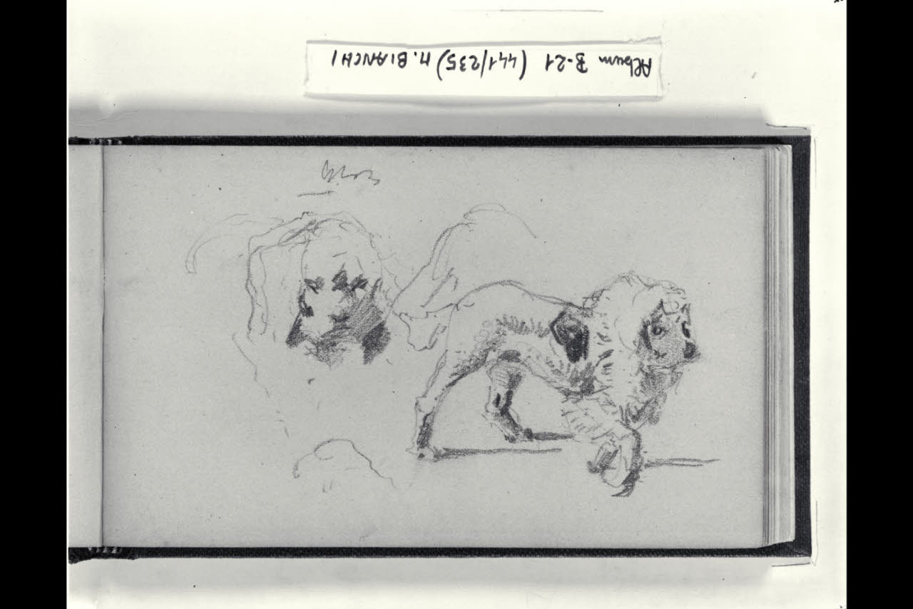 Due studi di un cane (disegno) di Bianchi, Mosè; Bianchi, Mosè (seconda metà sec. XIX)