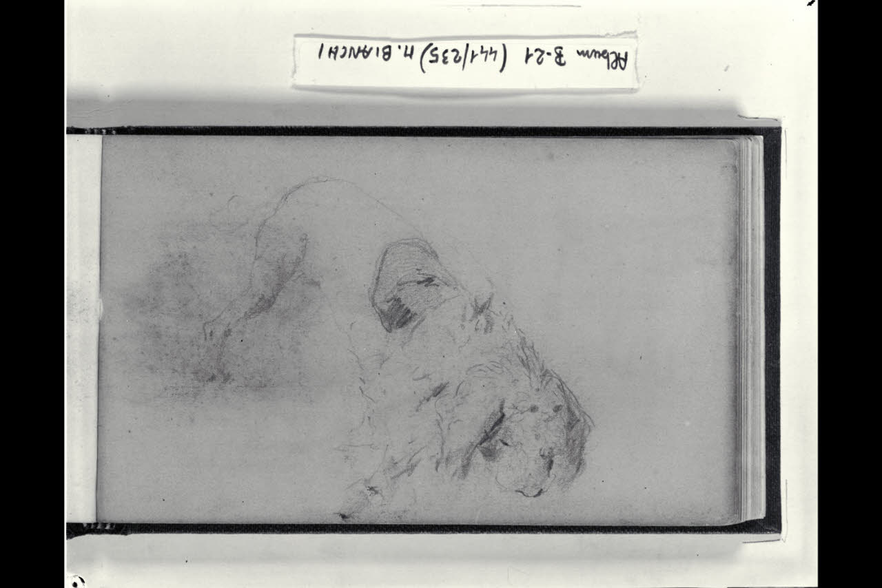 Schizzo di un cane addormentato (disegno) di Bianchi, Mosè; Bianchi, Mosè (seconda metà sec. XIX)