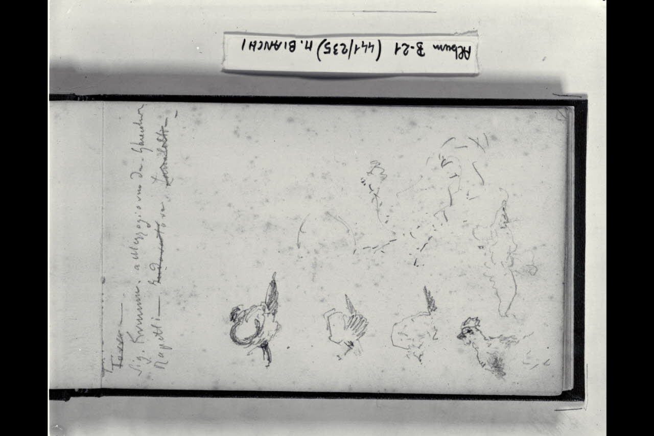 Polli (disegno) di Bianchi, Mosè; Bianchi, Mosè (seconda metà sec. XIX)