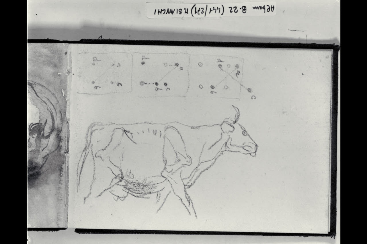 Studio di bovino (disegno) di Bianchi, Mosè; Bianchi, Mosè (seconda metà sec. XIX)