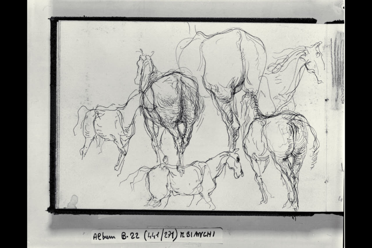Schizzi di cavalli (disegno) di Bianchi, Mosè; Bianchi, Mosè (seconda metà sec. XIX)