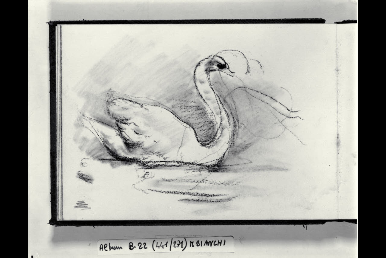 Cigno (disegno) di Bianchi, Mosè; Bianchi, Mosè (seconda metà sec. XIX)