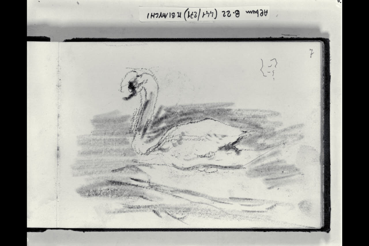 Cigno (disegno) di Bianchi, Mosè; Bianchi, Mosè (seconda metà sec. XIX)