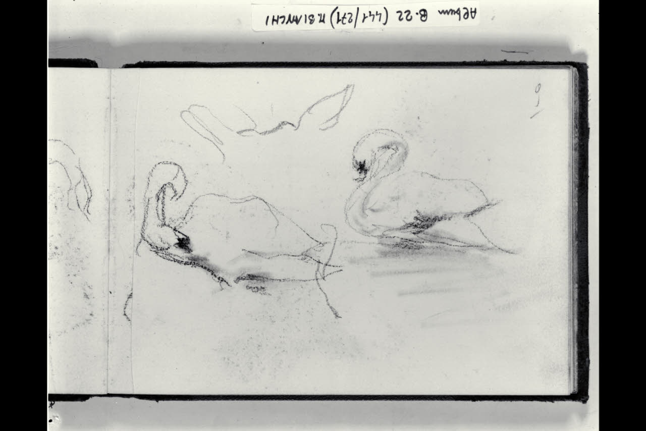 Due cigni (disegno) di Bianchi, Mosè; Bianchi, Mosè (seconda metà sec. XIX)