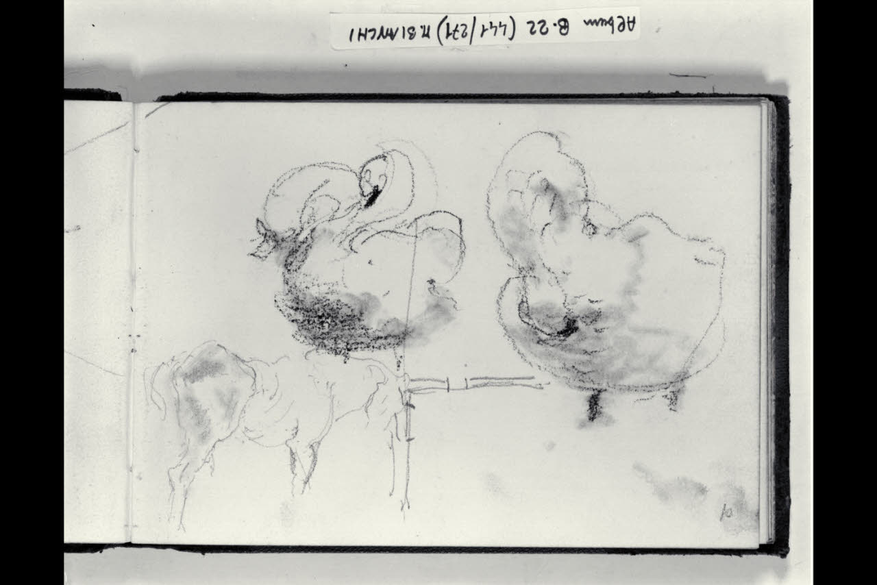 Schizzi di due cigni e un cavallo (disegno) di Bianchi, Mosè; Bianchi, Mosè (seconda metà sec. XIX)