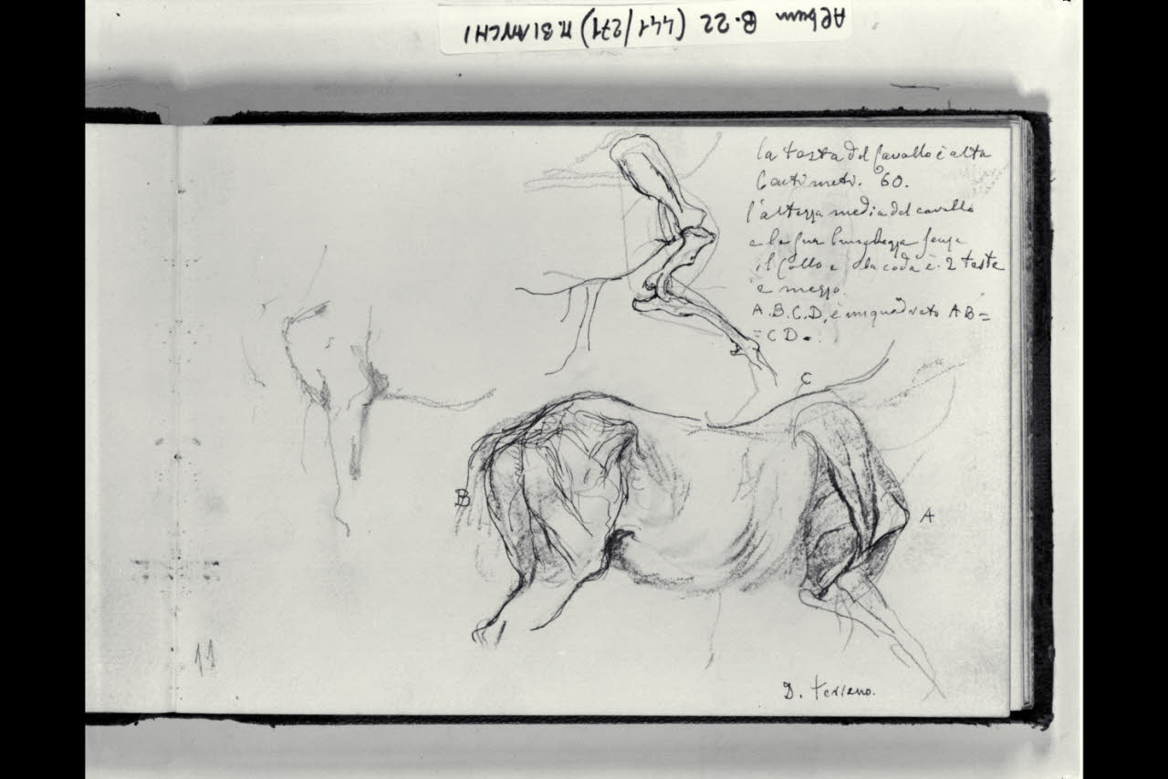 Schizzi anatomici e osteologici di un cavallo (disegno) di Bianchi, Mosè; Bianchi, Mosè (seconda metà sec. XIX)