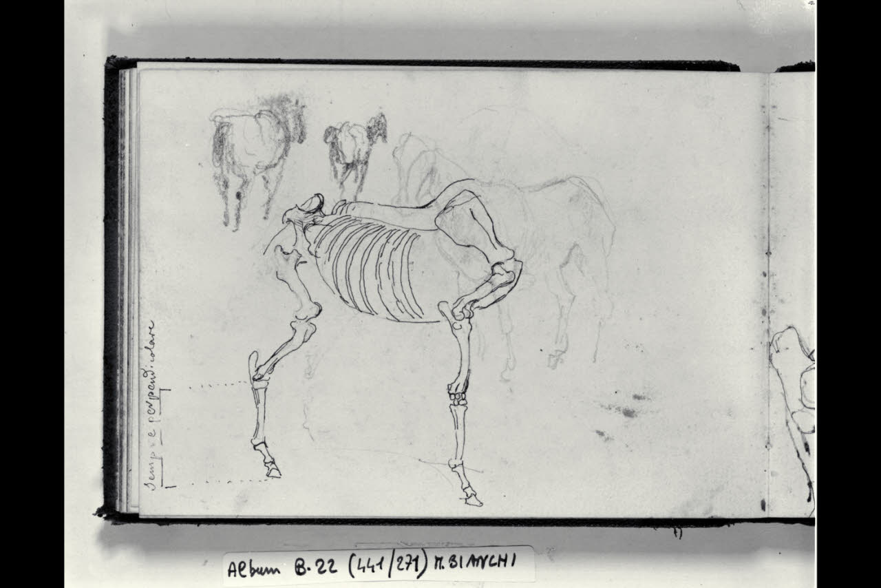 Osteologia e schizzi di cavalli (disegno) di Bianchi, Mosè; Bianchi, Mosè (seconda metà sec. XIX)