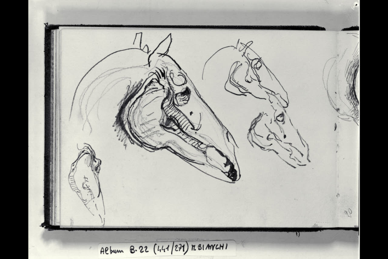 Osteologia di teschi di cavalli (disegno) di Bianchi, Mosè; Bianchi, Mosè (seconda metà sec. XIX)