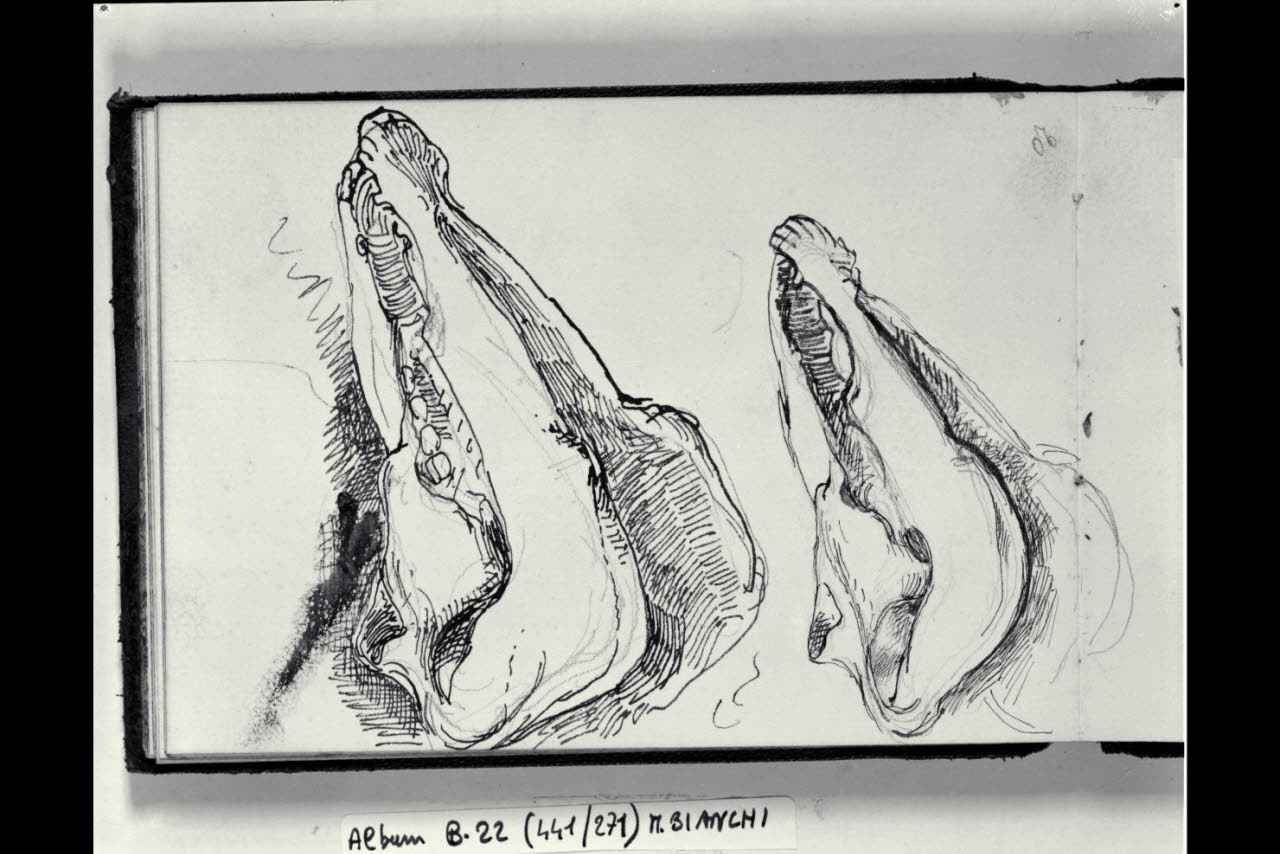 Osteologia di due teschi di cavalli (disegno) di Bianchi, Mosè; Bianchi, Mosè (seconda metà sec. XIX)