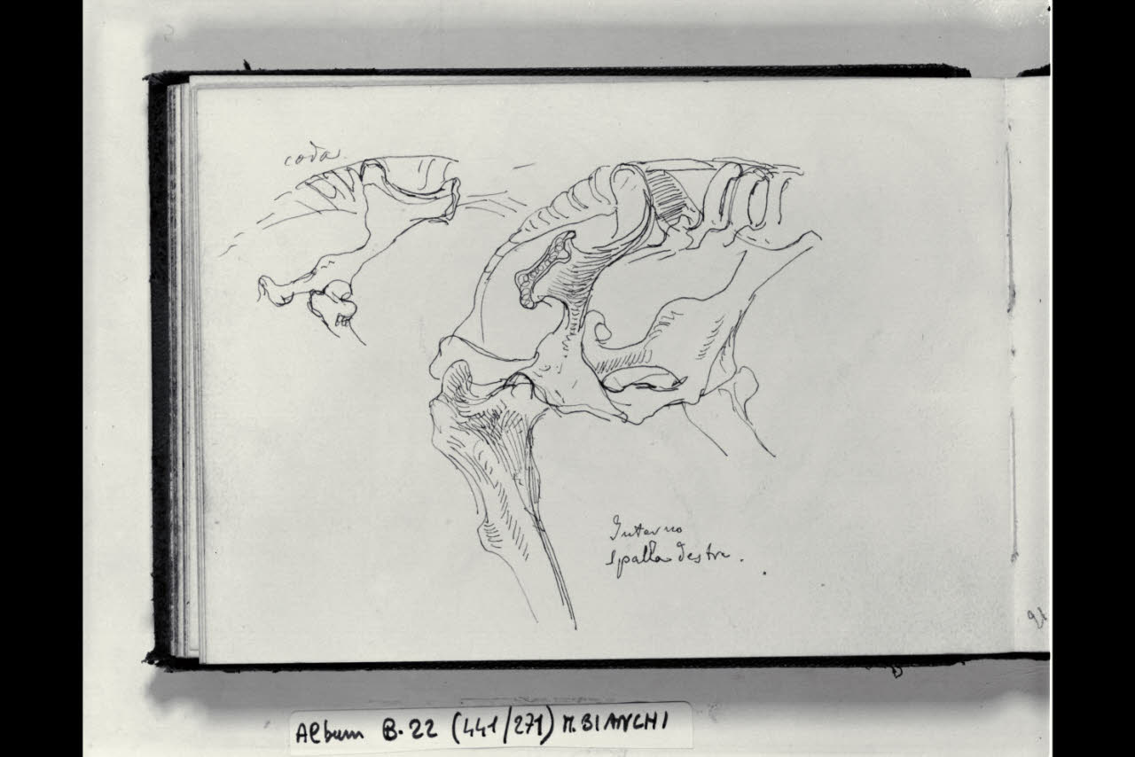 Particolari osteologici di cavalli (disegno) di Bianchi, Mosè; Bianchi, Mosè (seconda metà sec. XIX)