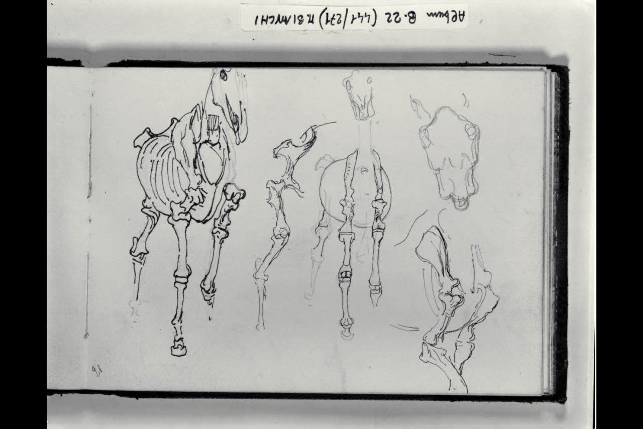 Osteologia e particolari osteologici di cavalli (disegno) di Bianchi, Mosè; Bianchi, Mosè (seconda metà sec. XIX)