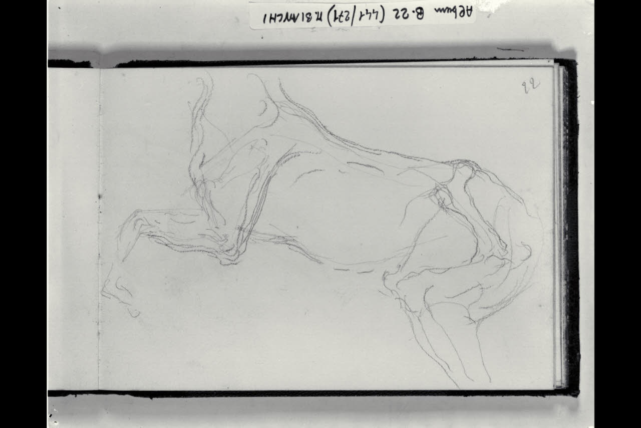 Schizzo osteologico del corpo di un cavallo (disegno) di Bianchi, Mosè; Bianchi, Mosè (seconda metà sec. XIX)