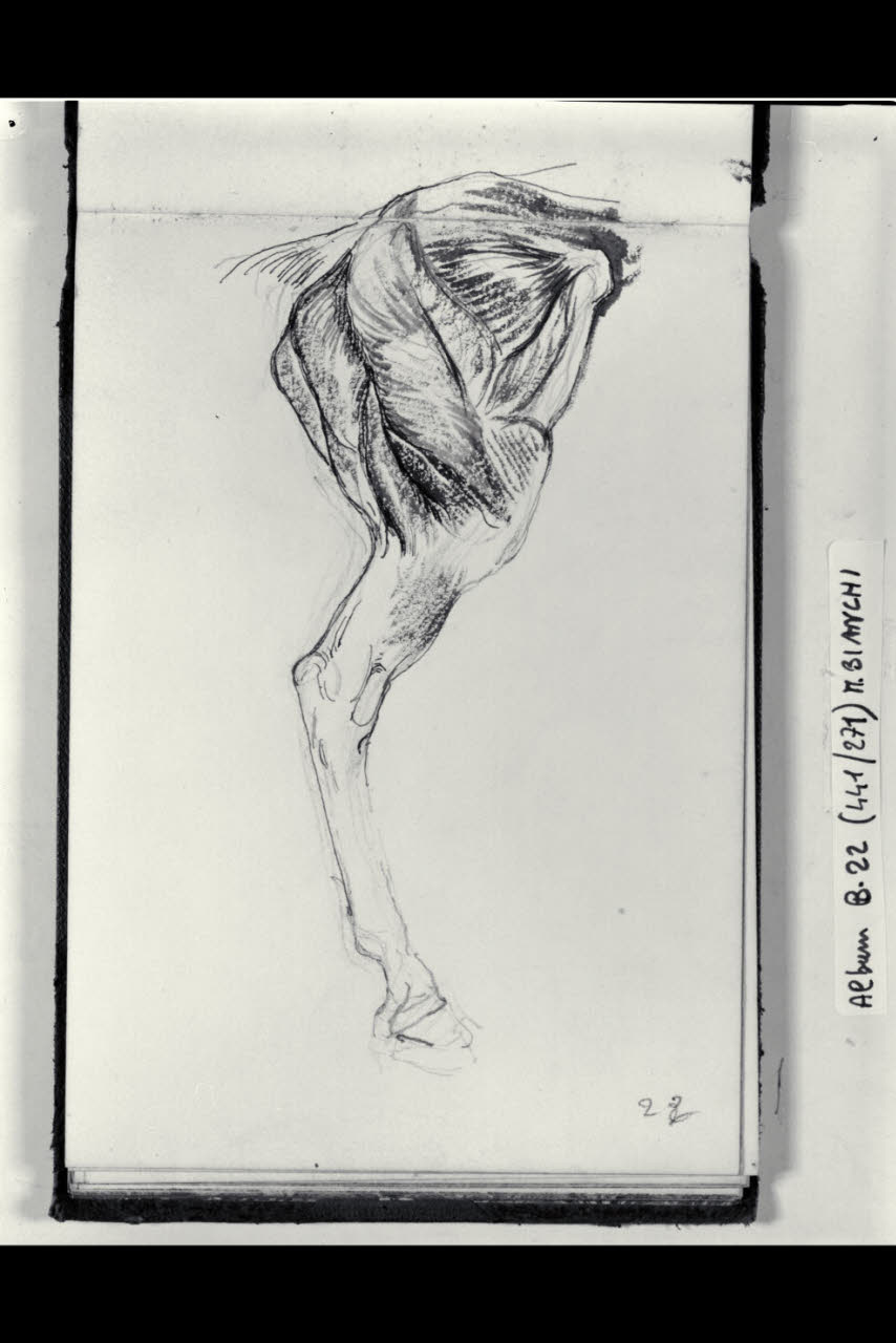 Anatomia della zampa posteriore di un cavallo (disegno) di Bianchi, Mosè; Bianchi, Mosè (seconda metà sec. XIX)