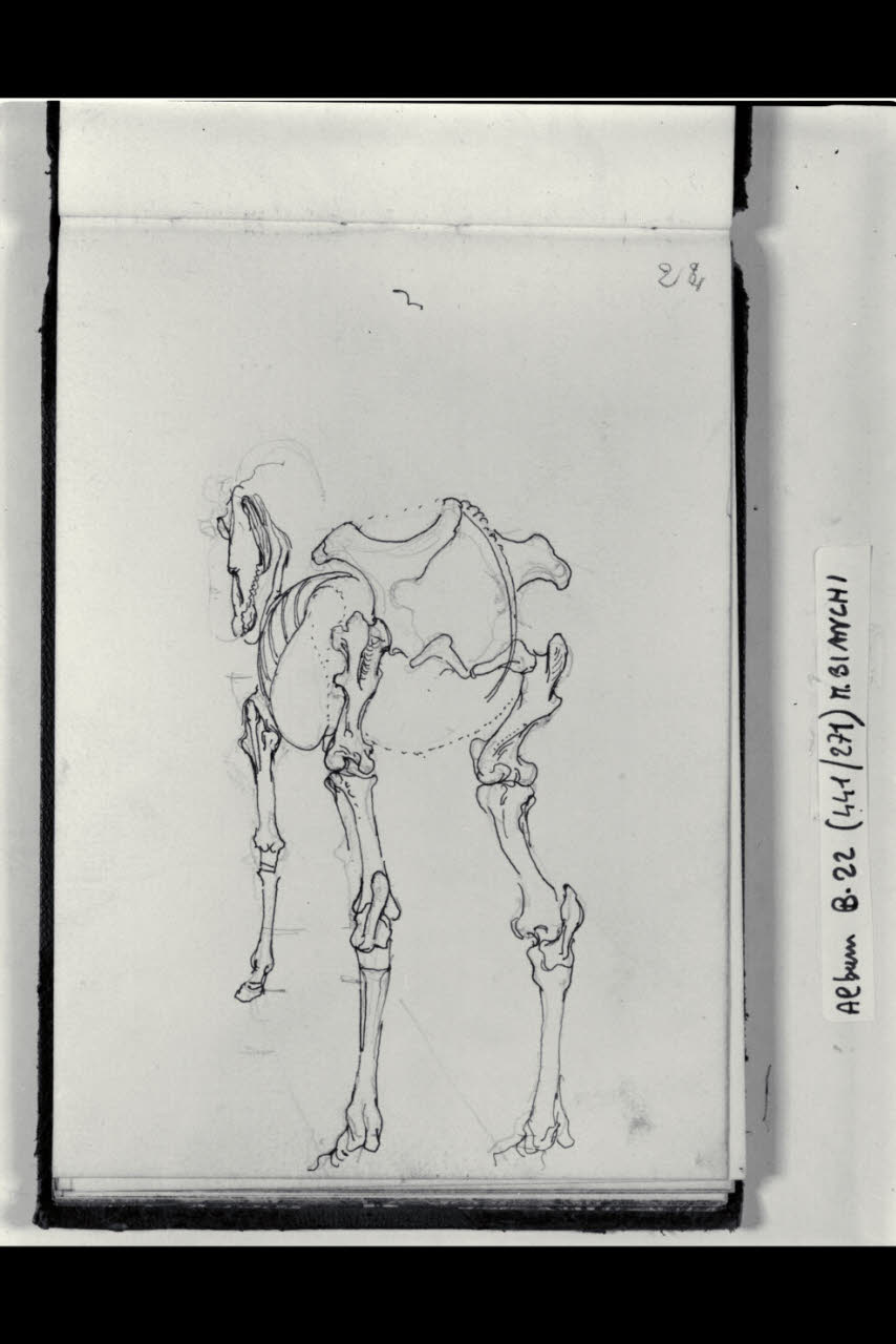 Osteologia di un cavallo visto di tergo (disegno) di Bianchi, Mosè; Bianchi, Mosè (seconda metà sec. XIX)