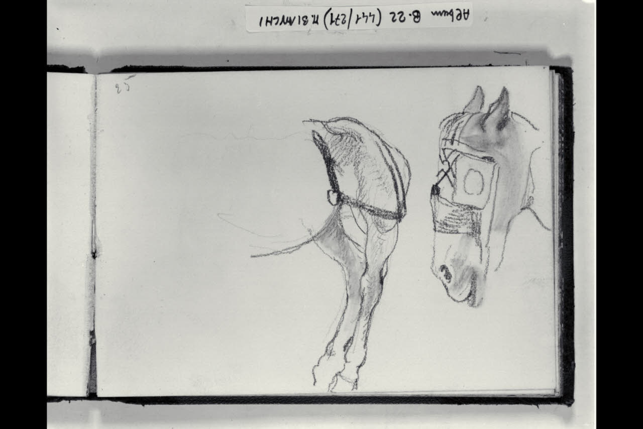 Zampe posteriori e muso di un cavallo (disegno) di Bianchi, Mosè; Bianchi, Mosè (seconda metà sec. XIX)