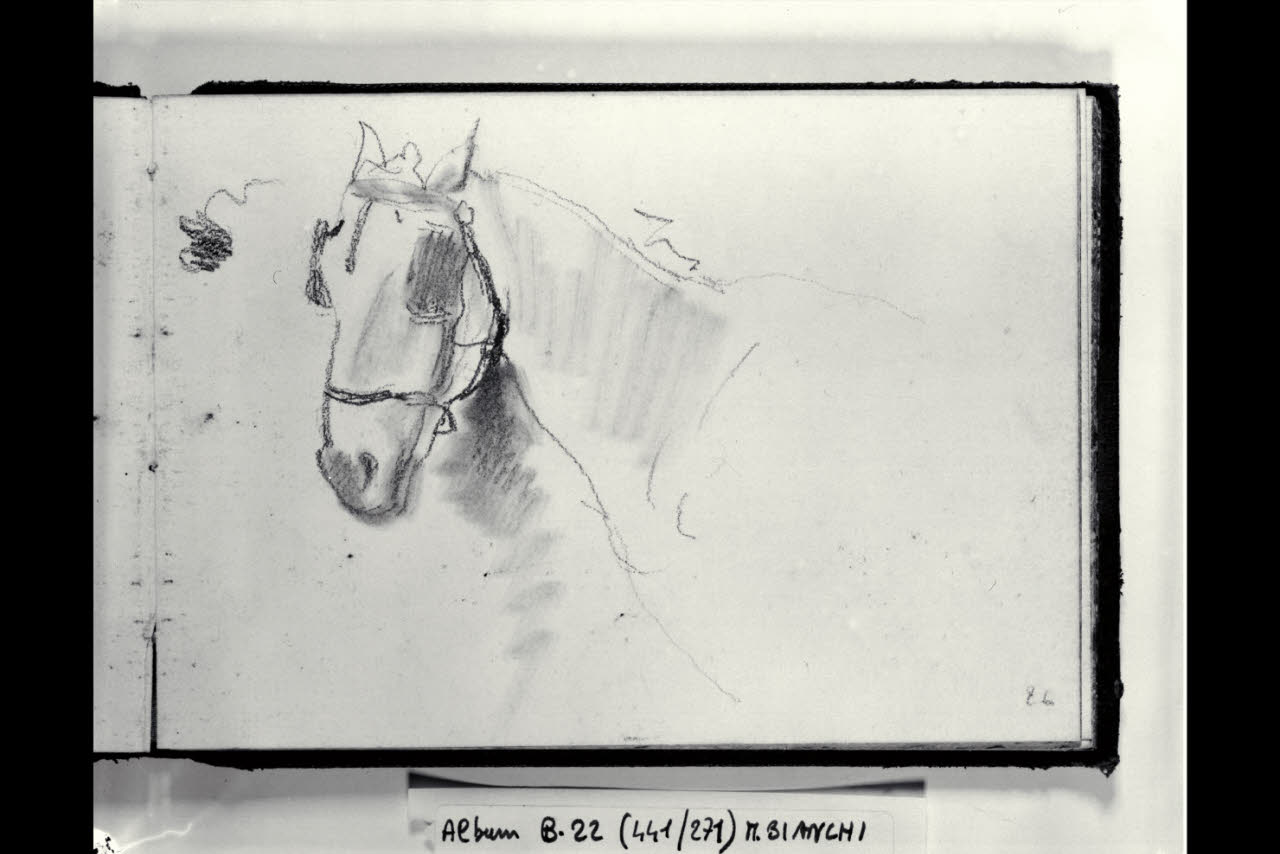 Muso di cavallo (disegno) di Bianchi, Mosè; Bianchi, Mosè (seconda metà sec. XIX)