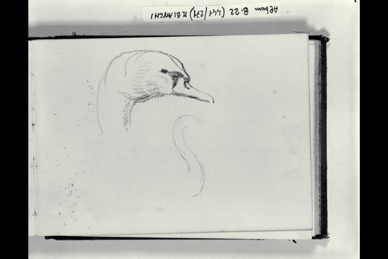 Testa di cigno (disegno) di Bianchi, Mosè; Bianchi, Mosè (seconda metà sec. XIX)