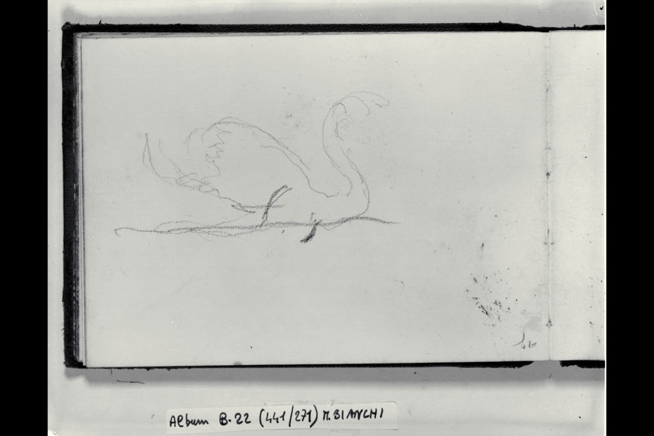 Cigno (disegno) di Bianchi, Mosè; Bianchi, Mosè (seconda metà sec. XIX)