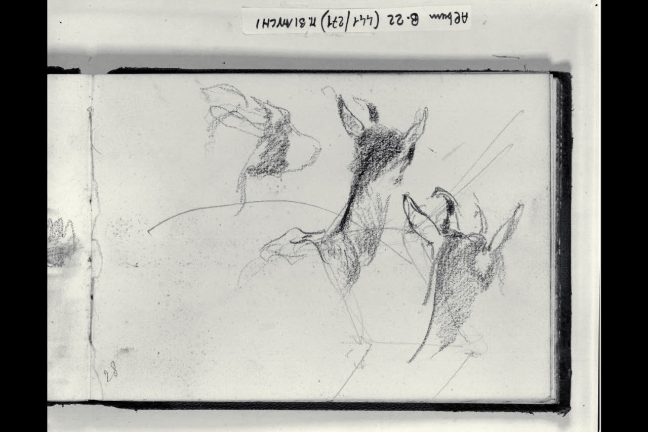 Schizzi di teste di capretti (disegno) di Bianchi, Mosè; Bianchi, Mosè (seconda metà sec. XIX)