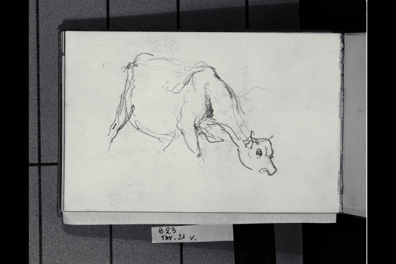 Abbozzo di un bovino (disegno) di Bianchi, Mosè; Bianchi, Mosè (seconda metà sec. XIX)