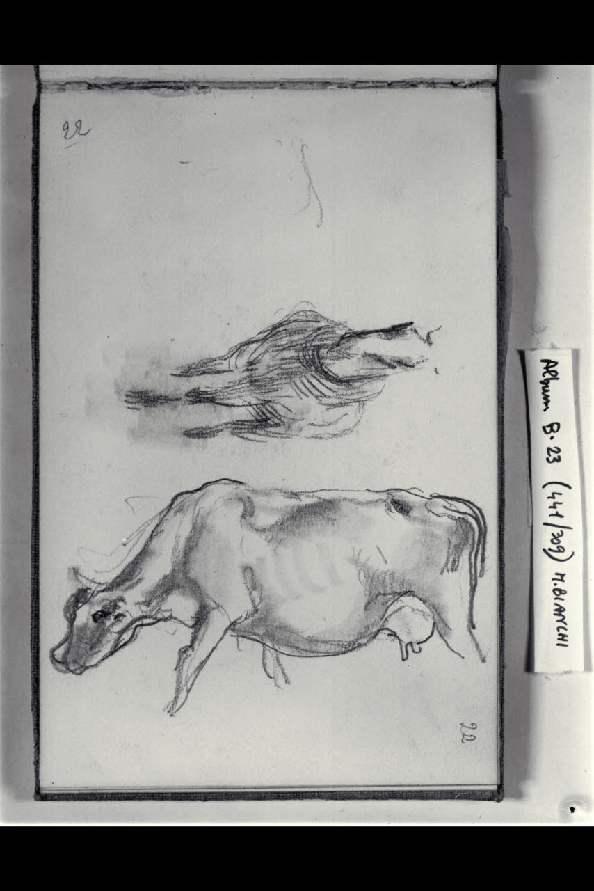 Cavallo e mucca (disegno) di Bianchi, Mosè; Bianchi, Mosè (seconda metà sec. XIX)