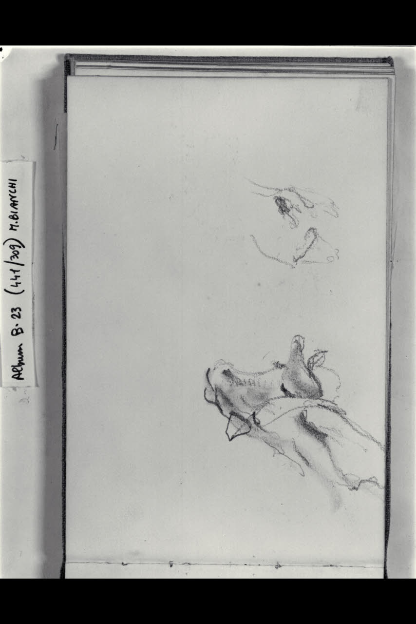 Abbozzo di una testa bovina (disegno) di Bianchi, Mosè; Bianchi, Mosè (seconda metà sec. XIX)