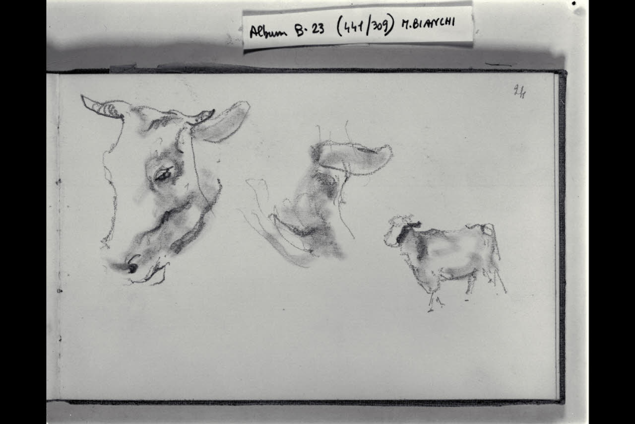 Due abbozzi di testa bovina e di una capretta (disegno) di Bianchi, Mosè; Bianchi, Mosè (seconda metà sec. XIX)