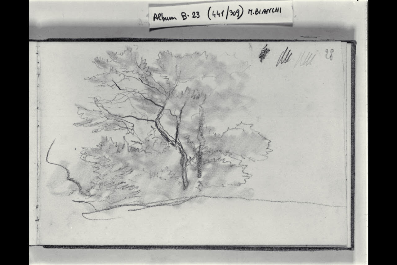 Studio d'alberi (disegno) di Bianchi, Mosè; Bianchi, Mosè (seconda metà sec. XIX)