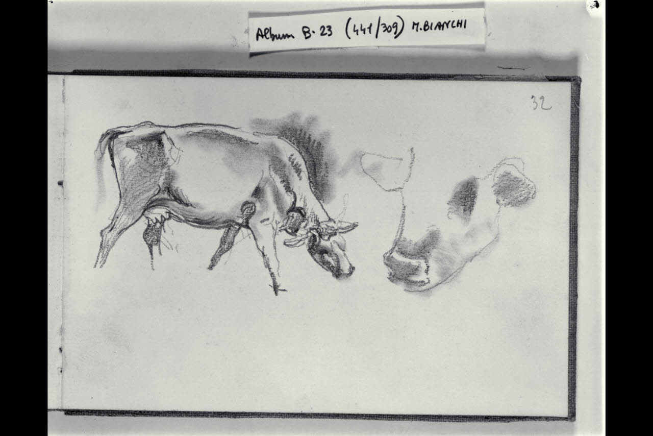 Mucca e particolare del suo muso (disegno) di Bianchi, Mosè; Bianchi, Mosè (seconda metà sec. XIX)