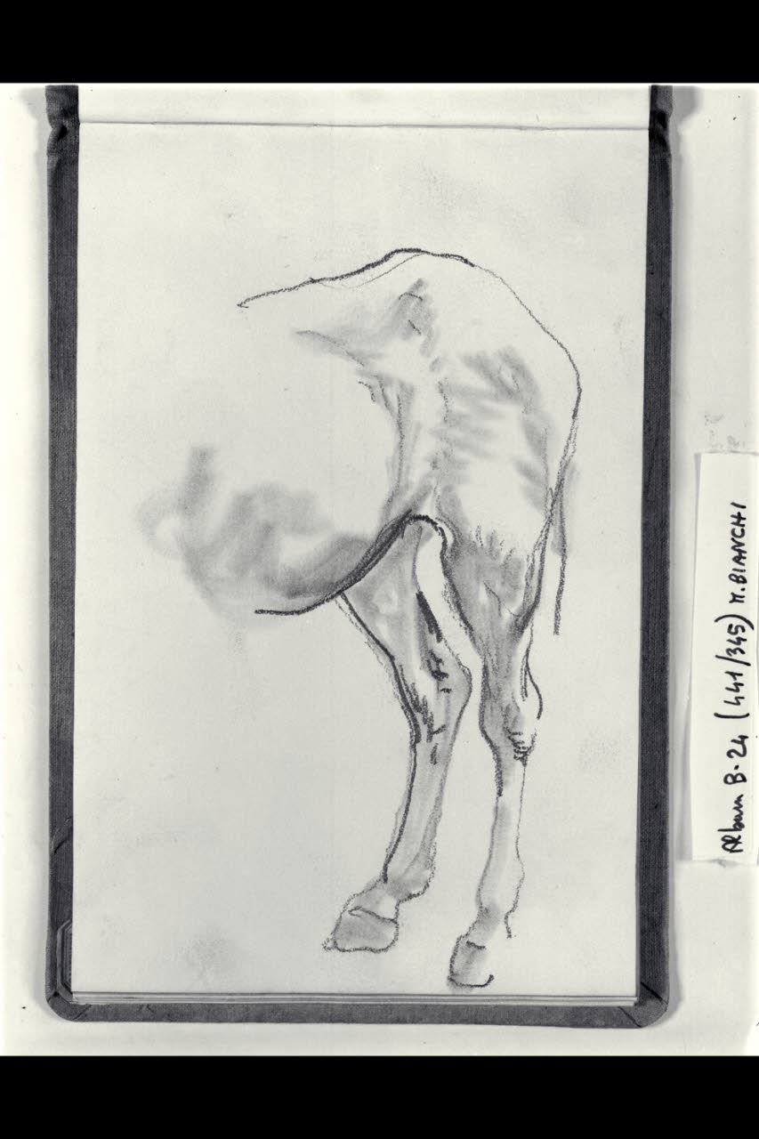 Zampe posteriori di un cavallo (disegno) di Bianchi, Mosè; Bianchi, Mosè (seconda metà sec. XIX)