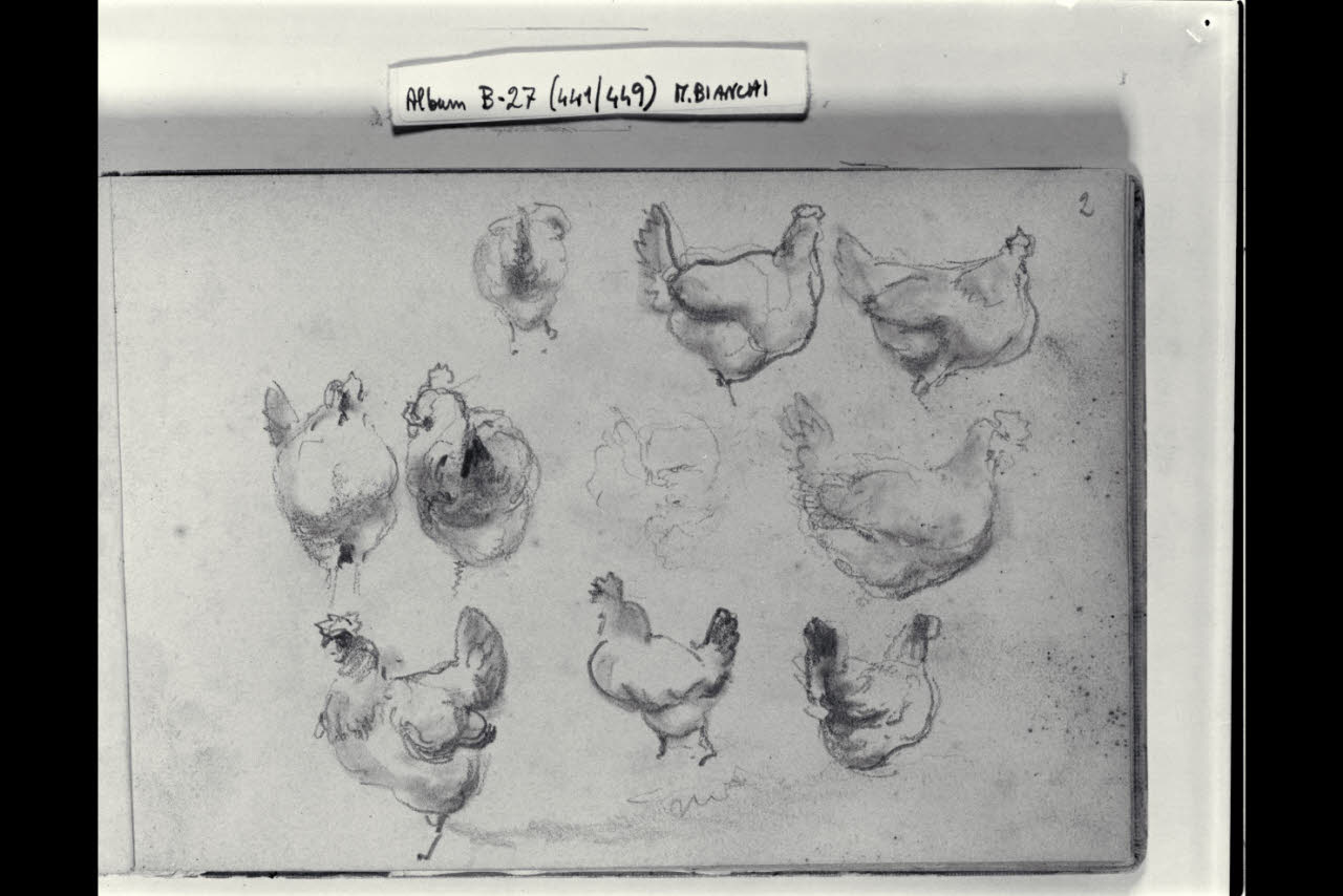 Schizzi di galline (disegno) di Bianchi, Mosè; Bianchi, Mosè (seconda metà sec. XIX)
