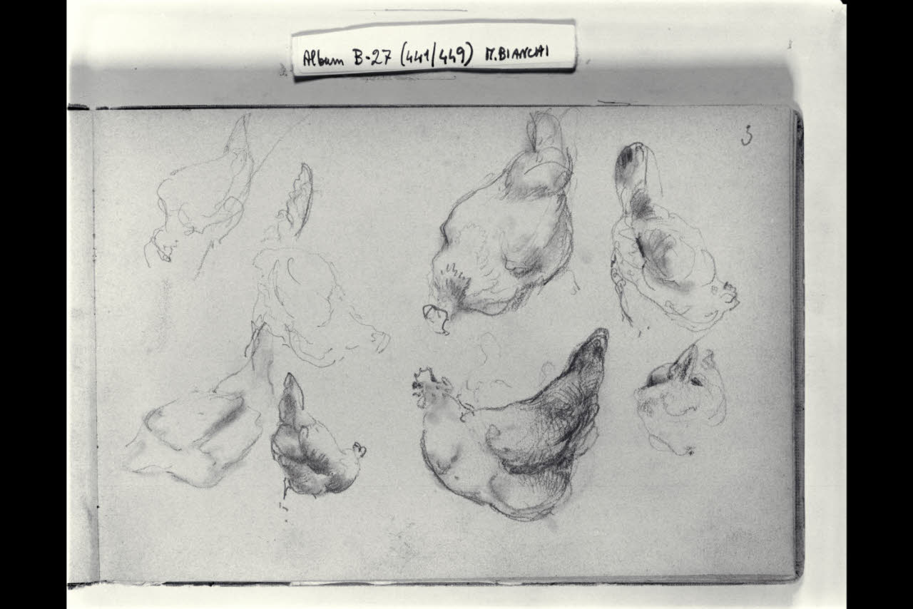 Schizzi di galline (disegno) di Bianchi, Mosè; Bianchi, Mosè (seconda metà sec. XIX)