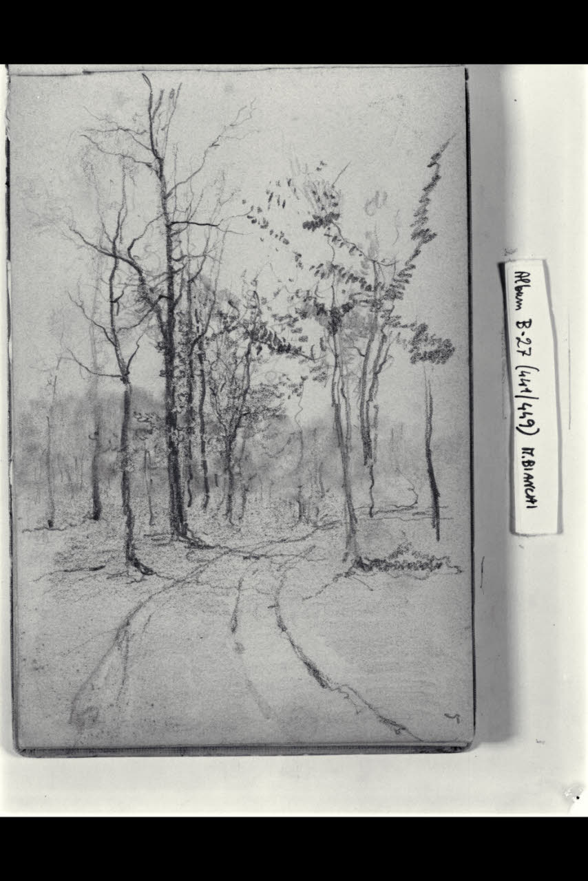 Strada campestre affiancata da alberi (disegno) di Bianchi, Mosè; Bianchi, Mosè (seconda metà sec. XIX)