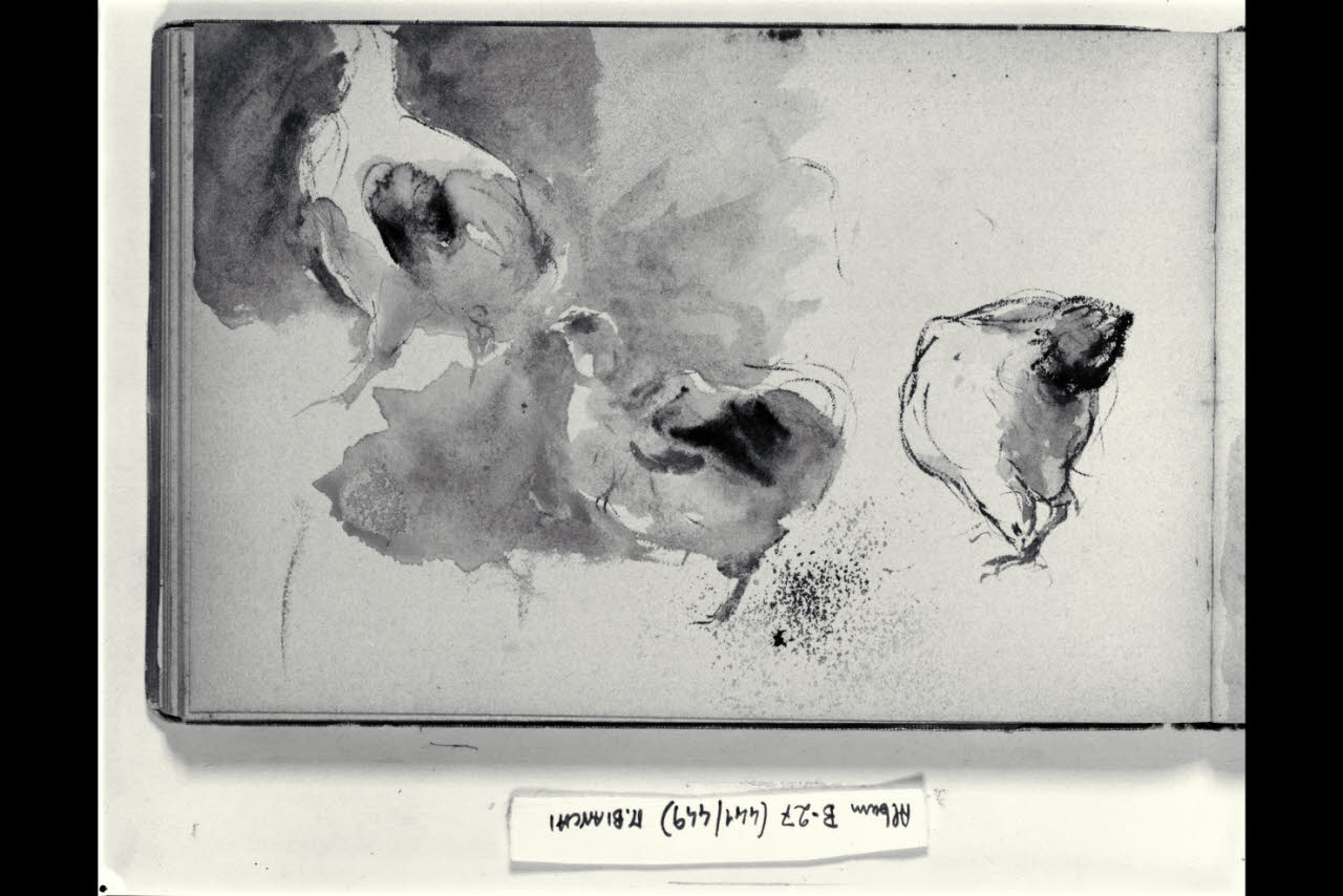 Abbozzo di galline (disegno) di Bianchi, Mosè; Bianchi, Mosè (seconda metà sec. XIX)