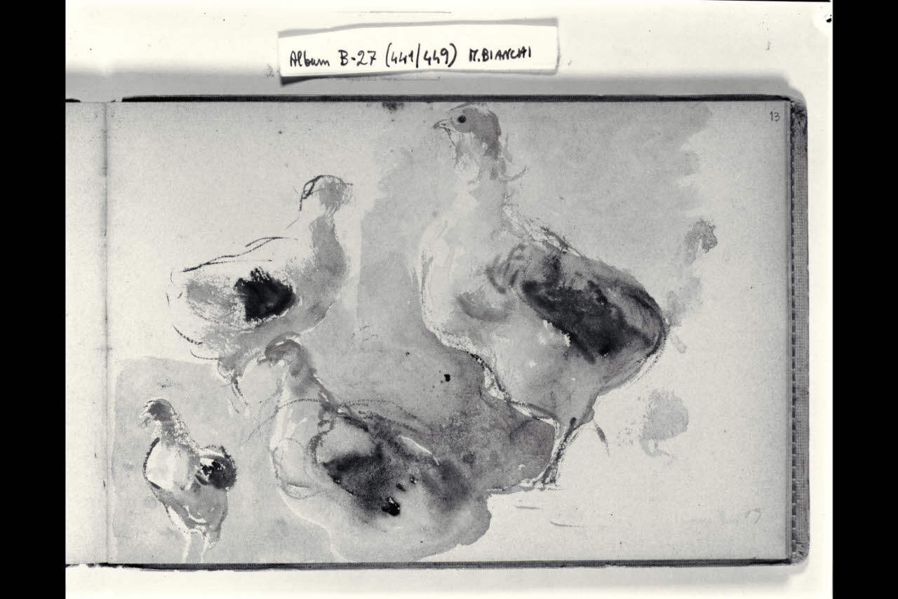 Abbozzo di pennuti (disegno) di Bianchi, Mosè; Bianchi, Mosè (seconda metà sec. XIX)