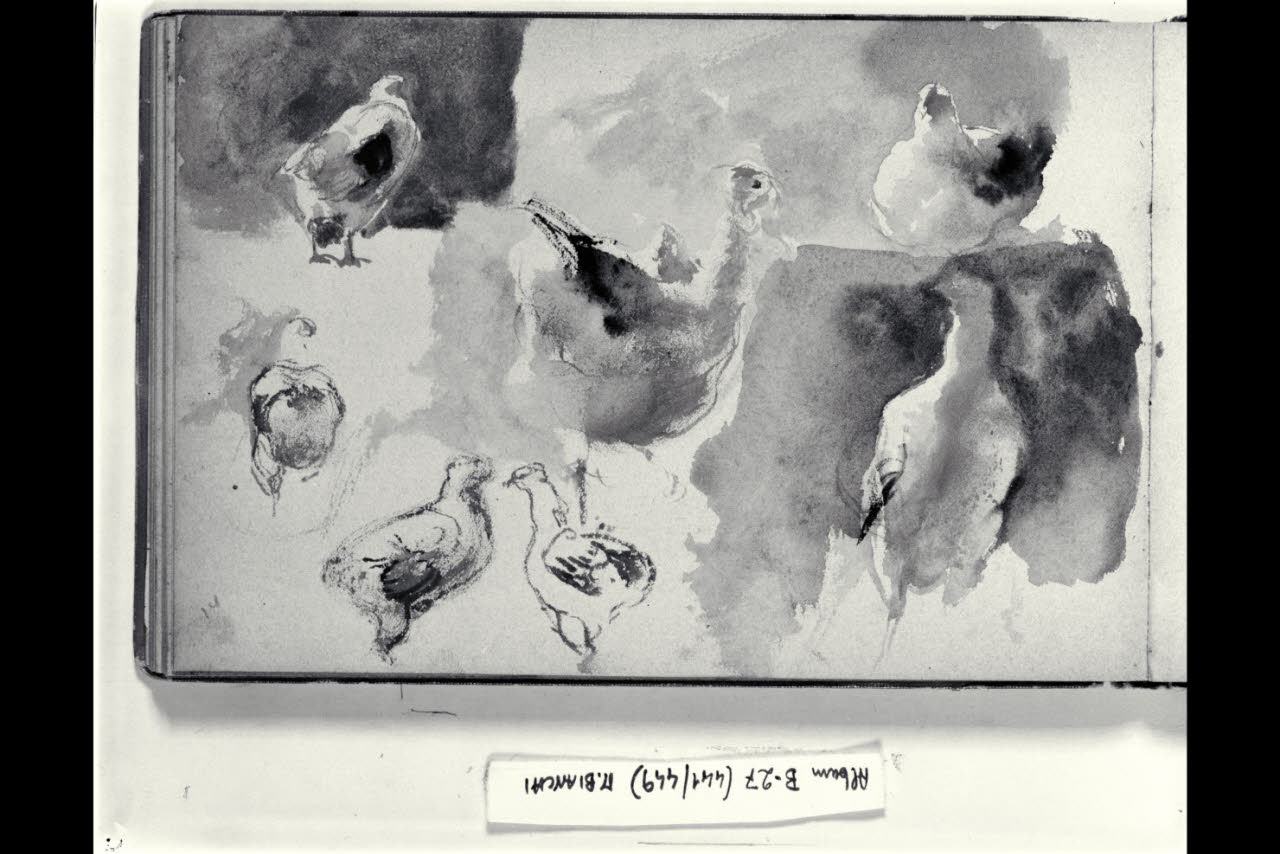 Abbozzo di galline (disegno) di Bianchi, Mosè; Bianchi, Mosè (seconda metà sec. XIX)