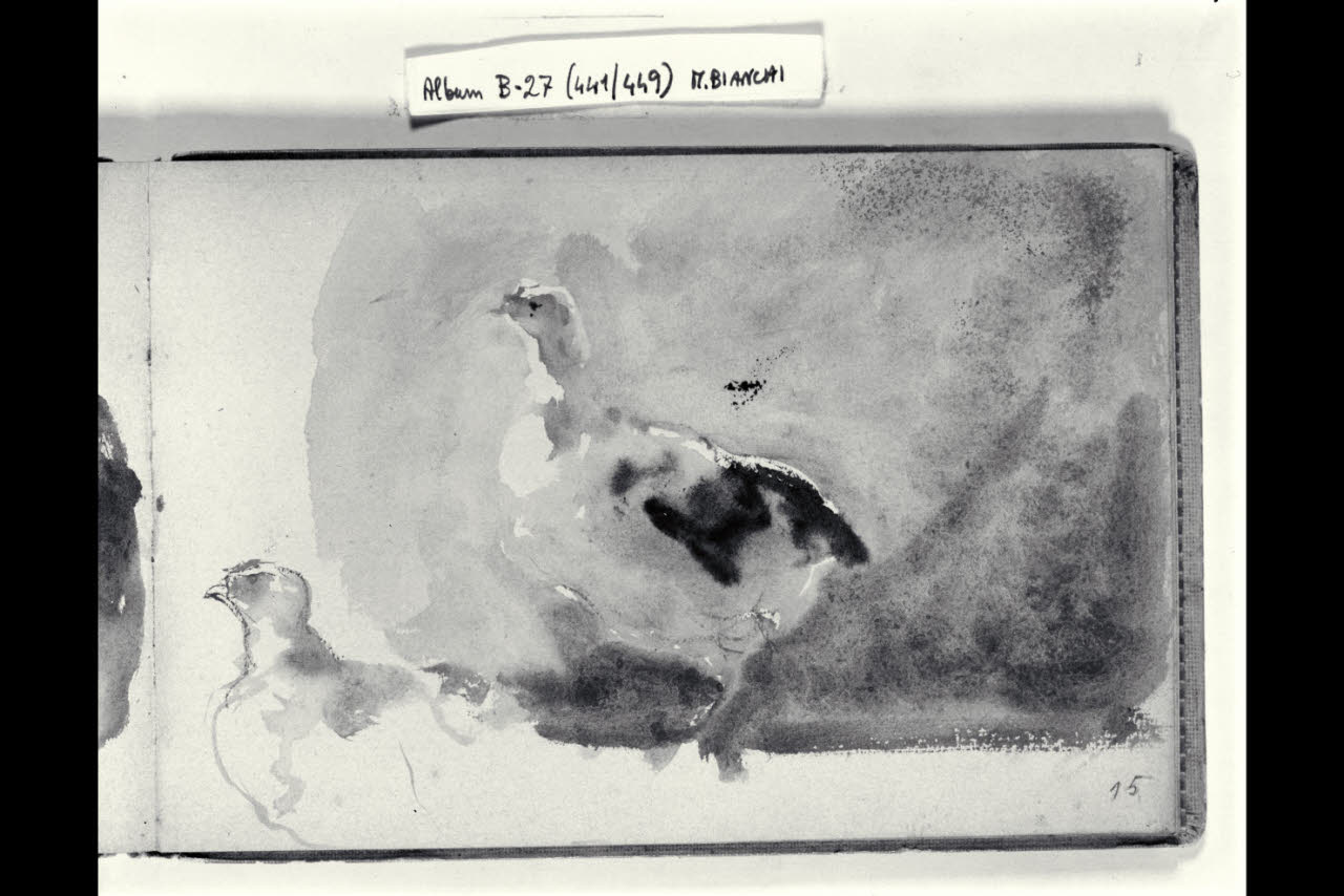 Abbozzo di pennuti (disegno) di Bianchi, Mosè; Bianchi, Mosè (seconda metà sec. XIX)