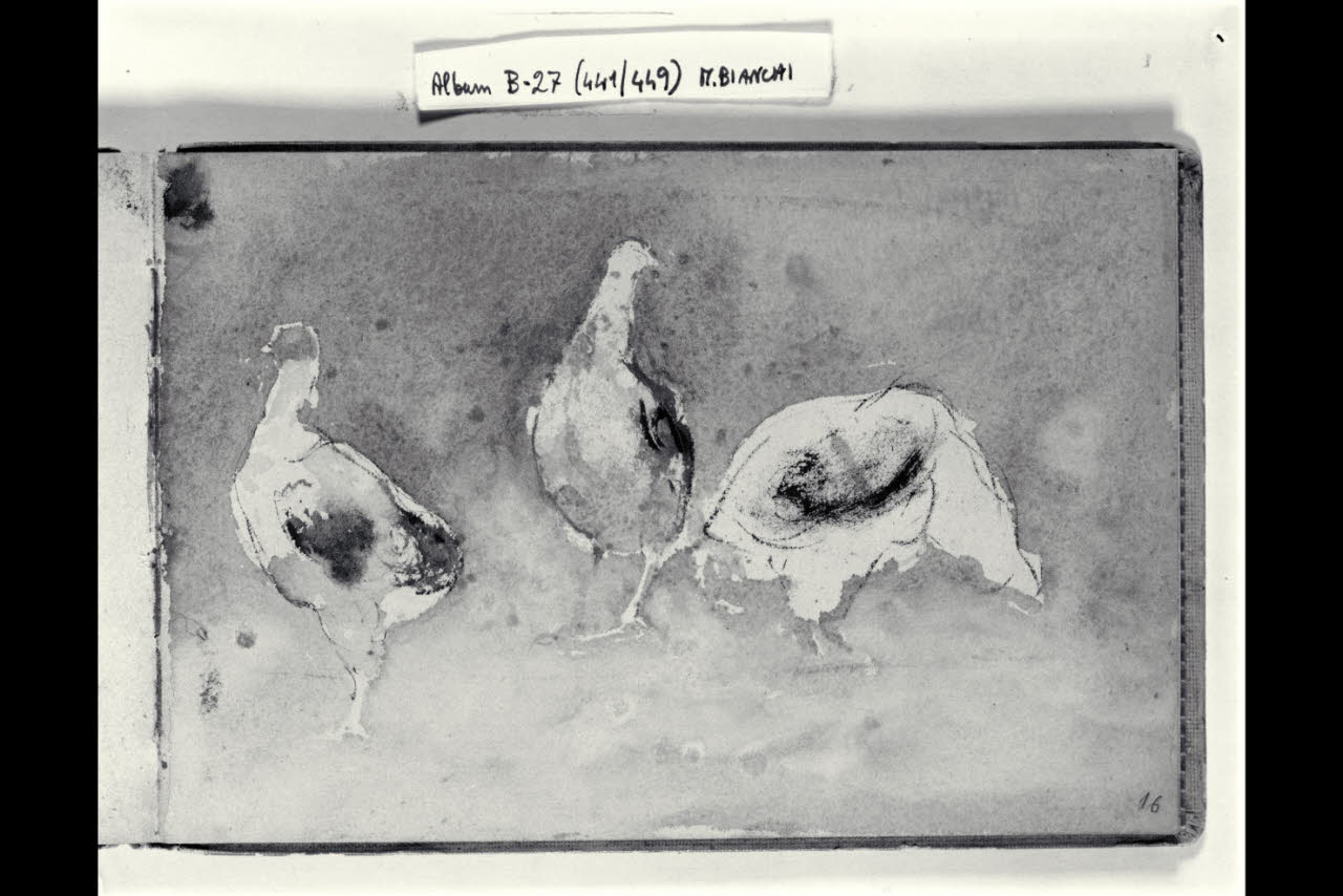 Abbozzo di pennuti (disegno) di Bianchi, Mosè; Bianchi, Mosè (seconda metà sec. XIX)