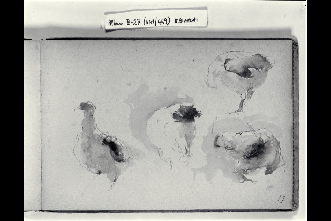 Abbozzo di galline (disegno) di Bianchi, Mosè; Bianchi, Mosè (seconda metà sec. XIX)