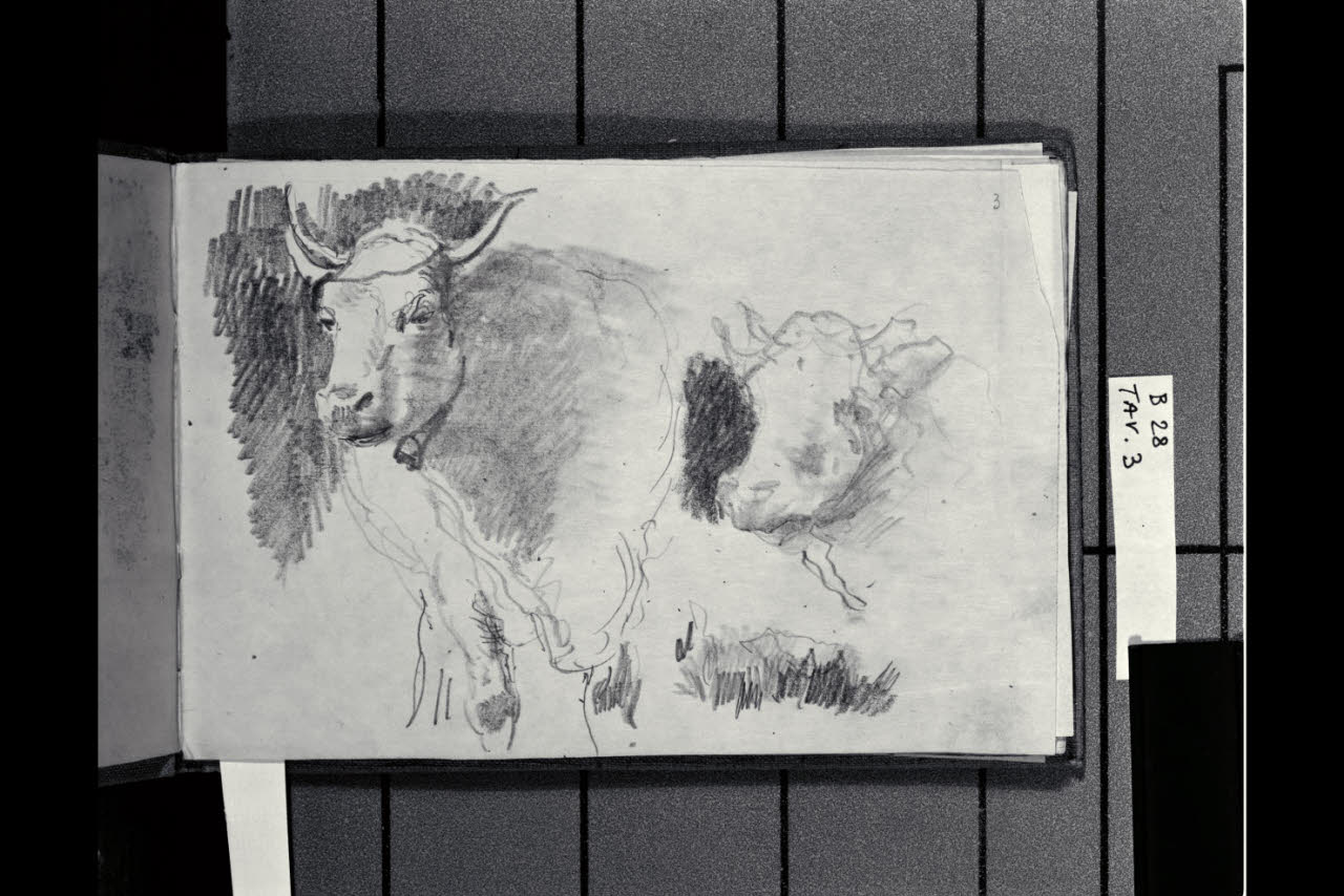 Studio di due teste di bovini (disegno) di Bianchi, Mosè; Bianchi, Mosè (seconda metà sec. XIX)