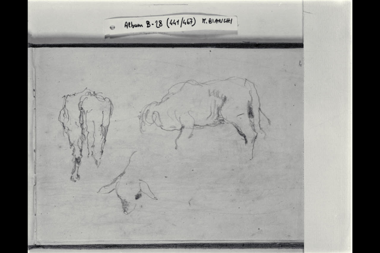 Schizzi di una pecora (disegno) di Bianchi, Mosè; Bianchi, Mosè (seconda metà sec. XIX)