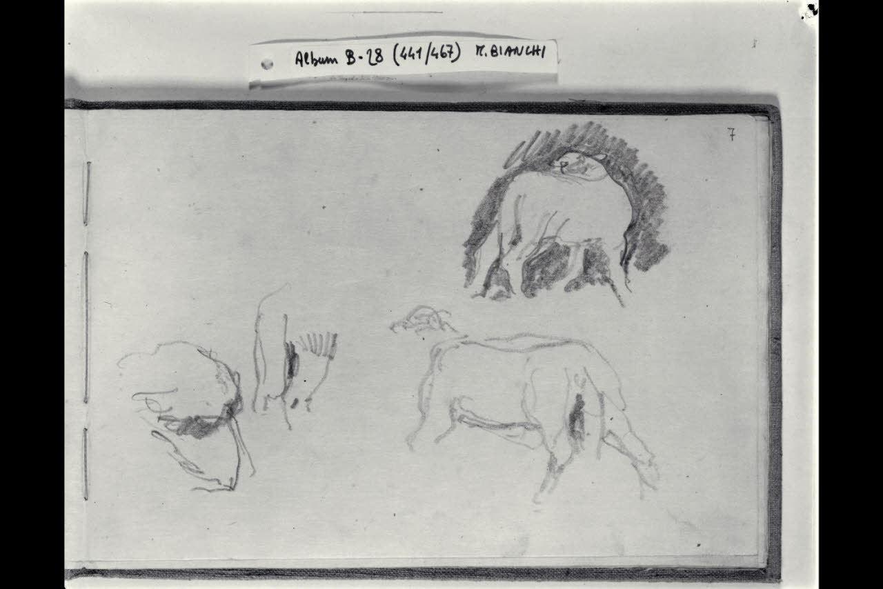 Schizzi di pecore (disegno) di Bianchi, Mosè; Bianchi, Mosè (seconda metà sec. XIX)