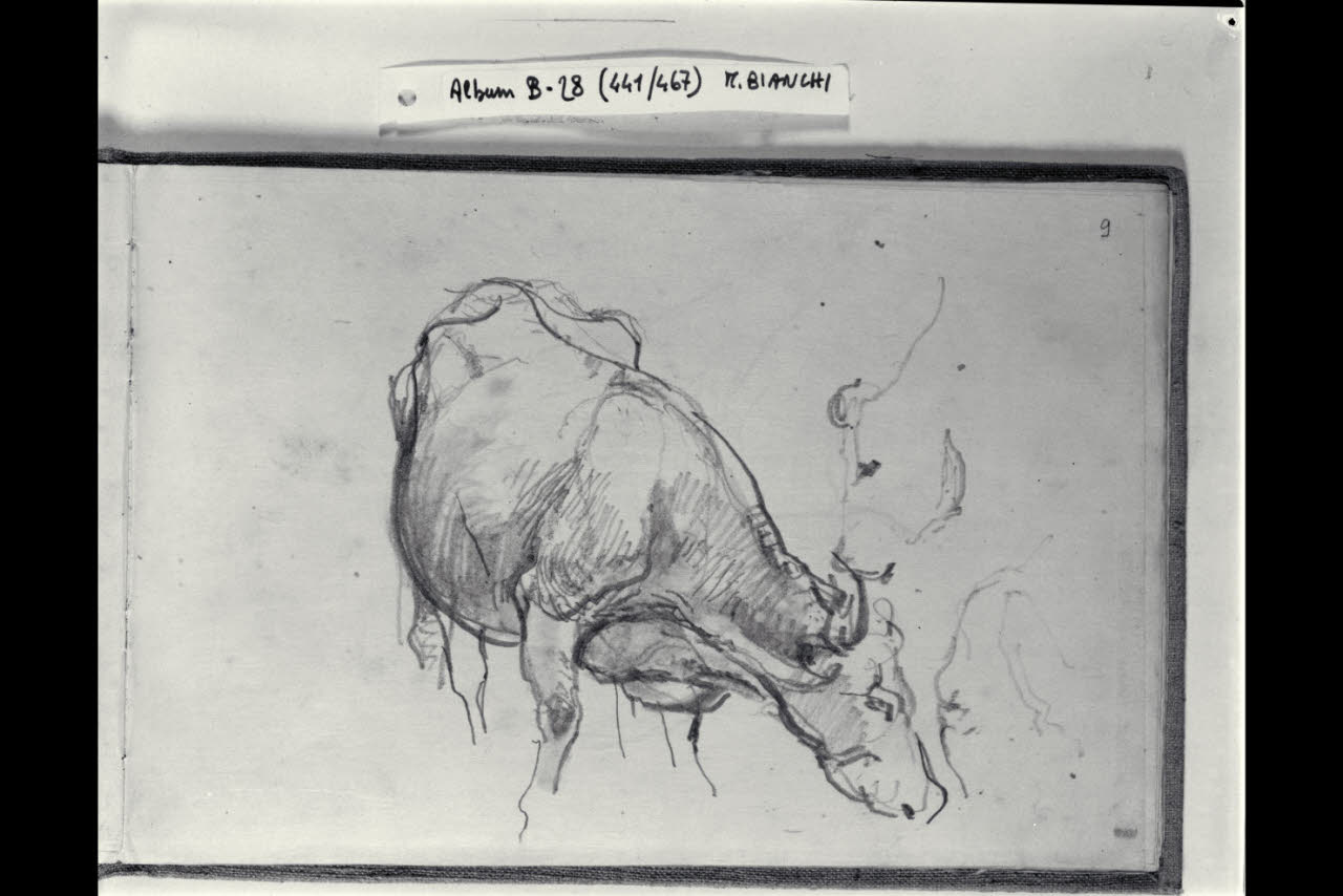 Studi di un bovino (disegno) di Bianchi, Mosè; Bianchi, Mosè (seconda metà sec. XIX)