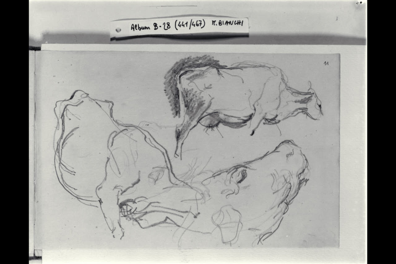 Schizzi di bovini (disegno) di Bianchi, Mosè; Bianchi, Mosè (seconda metà sec. XIX)