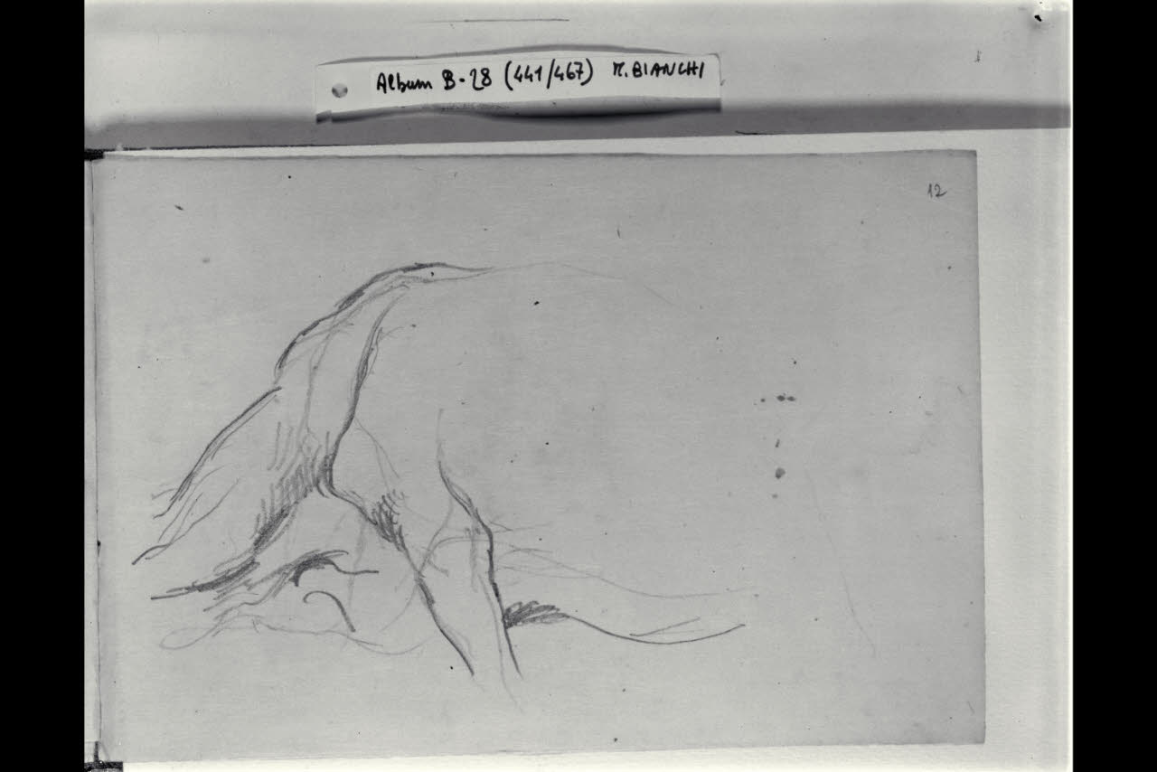 Particolare di un bovino (disegno) di Bianchi, Mosè; Bianchi, Mosè (seconda metà sec. XIX)