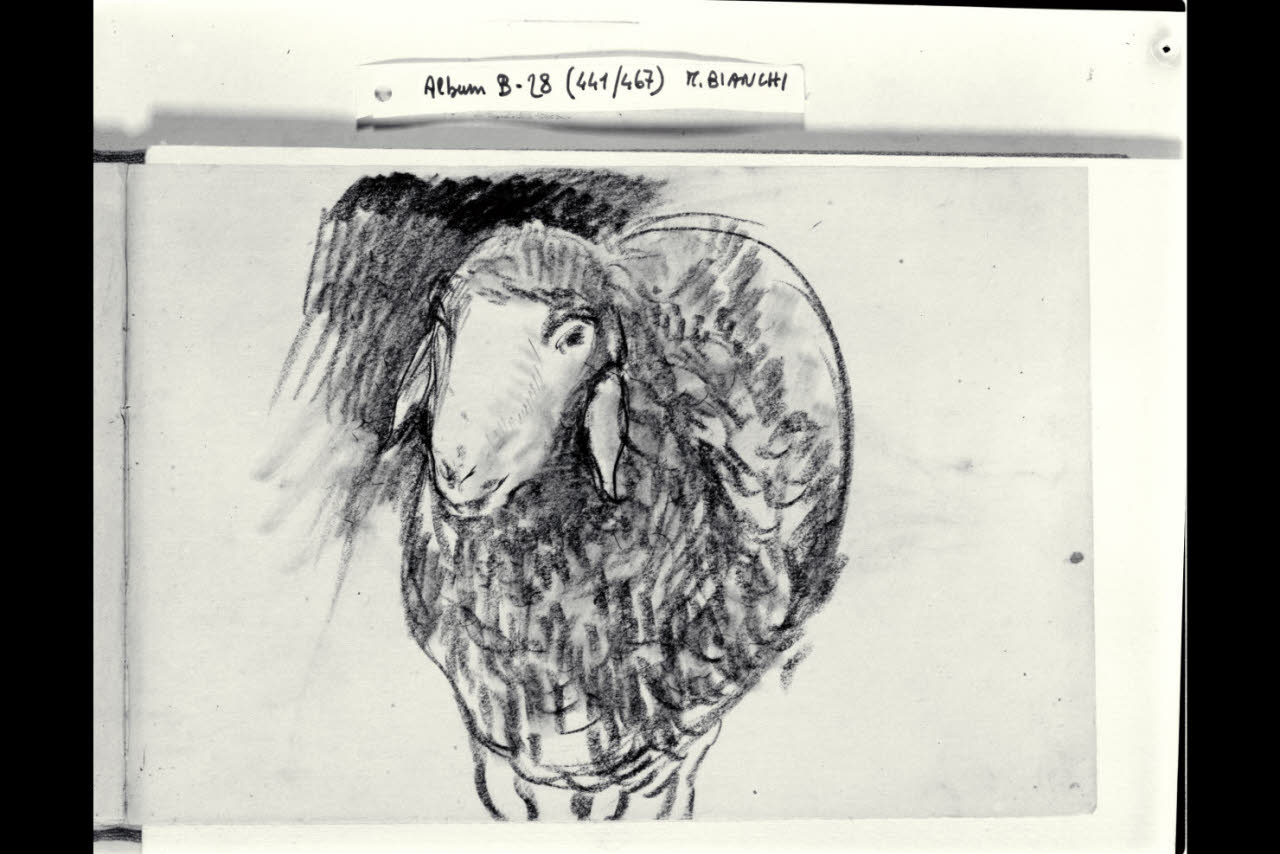 Pecora vista di fronte (disegno) di Bianchi, Mosè; Bianchi, Mosè (seconda metà sec. XIX)