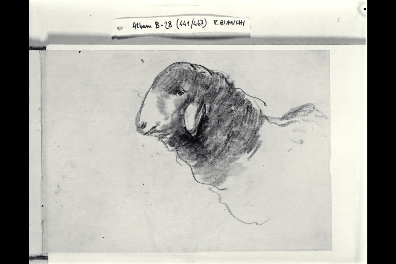 Testa di una pecora (disegno) di Bianchi, Mosè; Bianchi, Mosè (seconda metà sec. XIX)